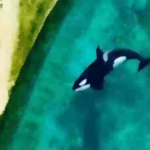 Heartbreaking footage shows two orcas left trapped in enclosure in abandoned marine park months after closing Heartbreaking footage shows two orcas left trapped in enclosure in abandoned marine park months after closing
