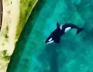 Heartbreaking footage shows two orcas left trapped in enclosure in abandoned marine park months after closing Heartbreaking footage shows two orcas left trapped in enclosure in abandoned marine park months after closing