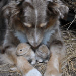 I CAUGHT MY DOG HIDING SOMETHING, AND IT CHANGED EVERYTHING I THOUGHT I KNEW I CAUGHT MY DOG HIDING SOMETHING, AND IT CHANGED EVERYTHING I THOUGHT I KNEW