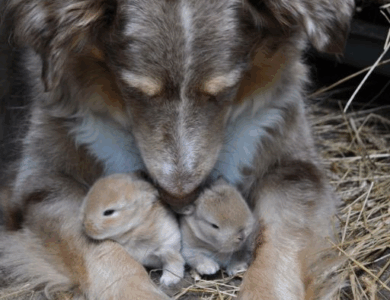 I CAUGHT MY DOG HIDING SOMETHING, AND IT CHANGED EVERYTHING I THOUGHT I KNEW I CAUGHT MY DOG HIDING SOMETHING, AND IT CHANGED EVERYTHING I THOUGHT I KNEW