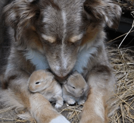 I CAUGHT MY DOG HIDING SOMETHING, AND IT CHANGED EVERYTHING I THOUGHT I KNEW