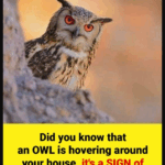 Did you know that an OWL is hovering around your house when… Did you know that an OWL is hovering around your house when…