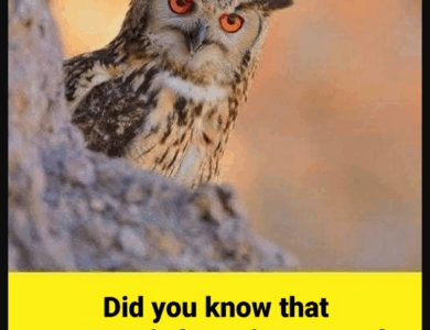 Did you know that an OWL is hovering around your house when… Did you know that an OWL is hovering around your house when…