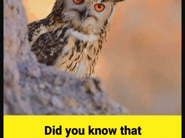 Did you know that an OWL is hovering around your house when…