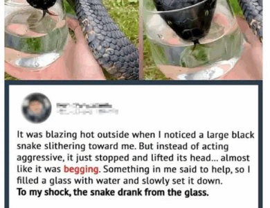 Wild Snake “Begged” Me For Some Water. When Animal Control Realizes Why, They Say, “You Got Lucky!” Wild Snake “Begged” Me For Some Water. When Animal Control Realizes Why, They Say, “You Got Lucky!”