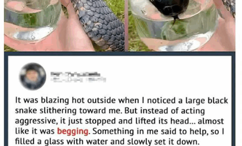 Wild Snake “Begged” Me For Some Water. When Animal Control Realizes Why, They Say, “You Got Lucky!”