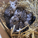 A Group finds unusually spiky creatures in nest – takes a closer look and jaws drop when they realize what kind of animals they are A Group finds unusually spiky creatures in nest – takes a closer look and jaws drop when they realize what kind of animals they are