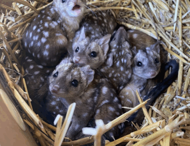 A Group finds unusually spiky creatures in nest – takes a closer look and jaws drop when they realize what kind of animals they are