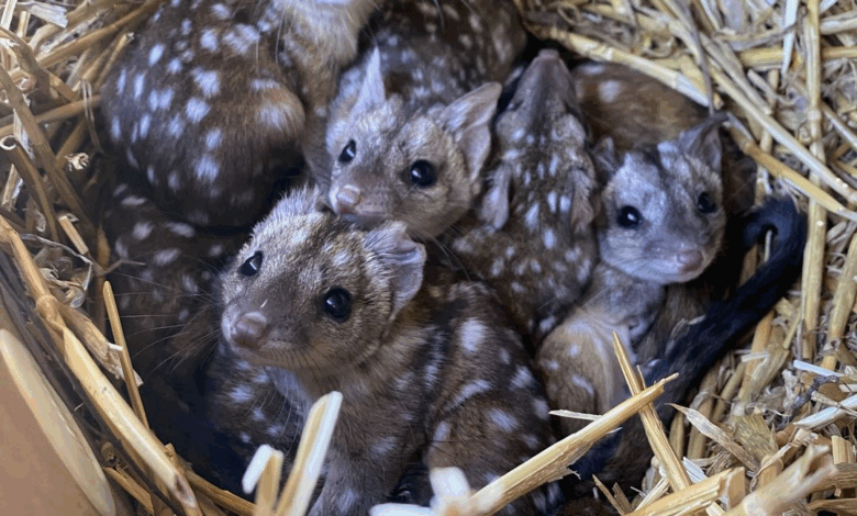 A Group finds unusually spiky creatures in nest – takes a closer look and jaws drop when they realize what kind of animals they are