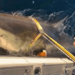 Scientists reveal biggest great white shark ever recorded in Atlantic has resurfaced in major US tourist hotspot
