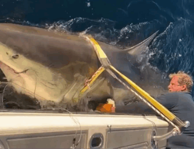 Scientists reveal biggest great white shark ever recorded in Atlantic has resurfaced in major US tourist hotspot Scientists reveal biggest great white shark ever recorded in Atlantic has resurfaced in major US tourist hotspot