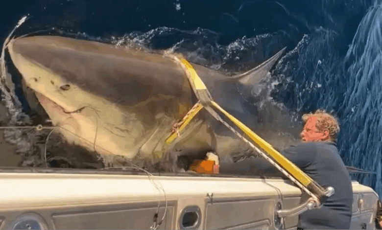 Scientists reveal biggest great white shark ever recorded in Atlantic has resurfaced in major US tourist hotspot