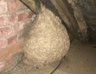 Man Thinks He Found “Hornets” Nest In Attic – Turns Pale When He Realizes What’s Inside Man Thinks He Found “Hornets” Nest In Attic – Turns Pale When He Realizes What’s Inside