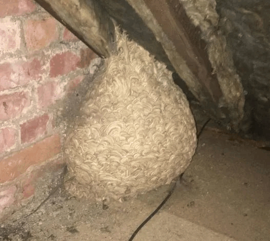 Man Thinks He Found “Hornets” Nest In Attic – Turns Pale When He Realizes What’s Inside