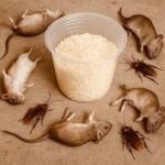 How to get rid of rats and cockroaches with rice: An effective and natural home remedy How to get rid of rats and cockroaches with rice: An effective and natural home remedy