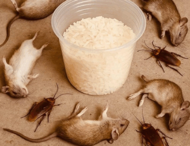 How to get rid of rats and cockroaches with rice: An effective and natural home remedy How to get rid of rats and cockroaches with rice: An effective and natural home remedy