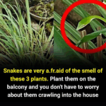 Snakes are very a.fr.aid of the smell of this Snakes are very a.fr.aid of the smell of this