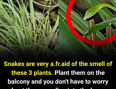 Snakes are very a.fr.aid of the smell of this Snakes are very a.fr.aid of the smell of this