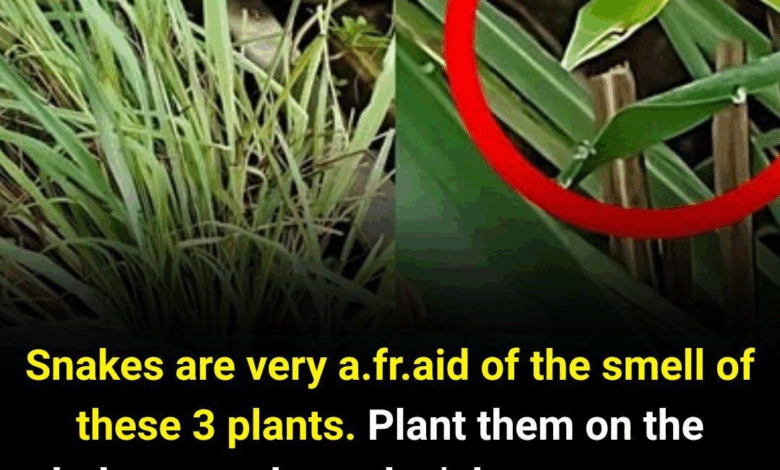 Snakes are very a.fr.aid of the smell of this