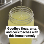 Eliminate fleas, ants, and cockroaches effectively with this home remedy Eliminate fleas, ants, and cockroaches effectively with this home remedy