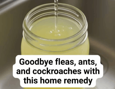 Eliminate fleas, ants, and cockroaches effectively with this home remedy Eliminate fleas, ants, and cockroaches effectively with this home remedy