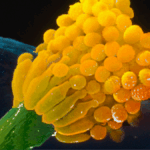 Scientists issue warning for deadly fungus that ‘eats you from the inside out’ and it could impact millions Scientists issue warning for deadly fungus that ‘eats you from the inside out’ and it could impact millions