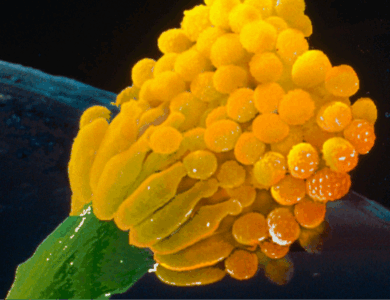Scientists issue warning for deadly fungus that ‘eats you from the inside out’ and it could impact millions Scientists issue warning for deadly fungus that ‘eats you from the inside out’ and it could impact millions