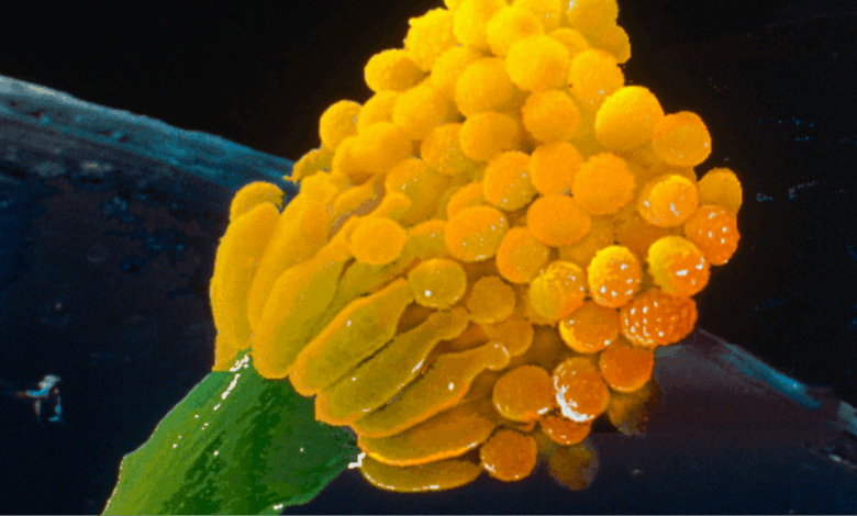 Scientists issue warning for deadly fungus that ‘eats you from the inside out’ and it could impact millions