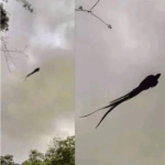 Majestic Sighting in Mexico: The Quetzal Still Reigns Majestic Sighting in Mexico: The Quetzal Still Reigns