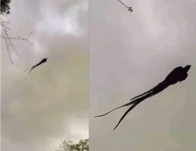 Majestic Sighting in Mexico: The Quetzal Still Reigns