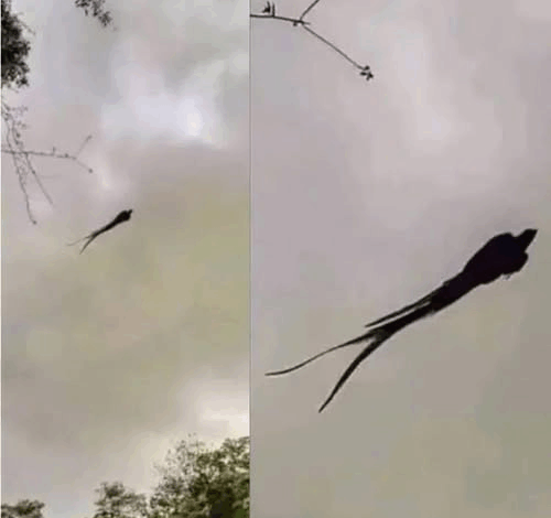 Majestic Sighting in Mexico: The Quetzal Still Reigns