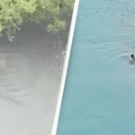 One-year-old boy eaten alive by crocodile in front of father after being snatched from fishing canoe One-year-old boy eaten alive by crocodile in front of father after being snatched from fishing canoe