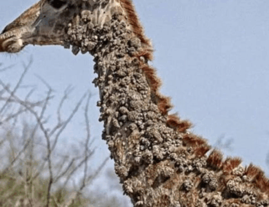 Photographer Left Speechless After Finding This Giraffe And The Truth Will Break Your Heart Photographer Left Speechless After Finding This Giraffe And The Truth Will Break Your Heart