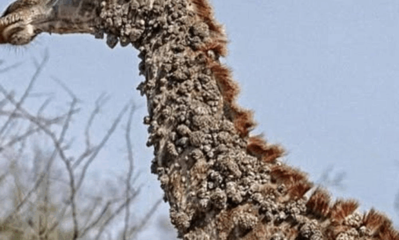 Photographer Left Speechless After Finding This Giraffe And The Truth Will Break Your Heart