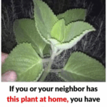If You Have This Plant At Home You Have A Treasure If You Have This Plant At Home You Have A Treasure