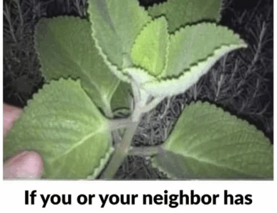 If You Have This Plant At Home You Have A Treasure If You Have This Plant At Home You Have A Treasure