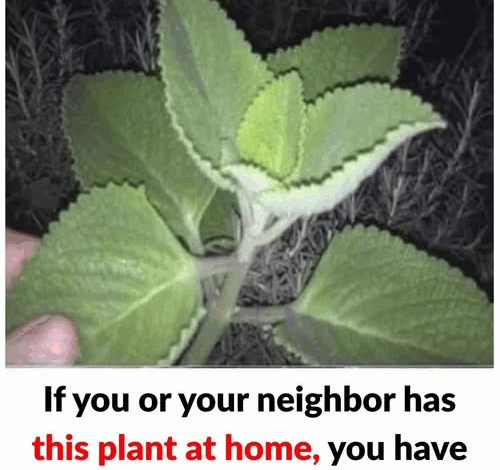 If You Have This Plant At Home You Have A Treasure