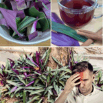 The Incredible Health Benefits of the Purple Maguey Plant That You Never Knew About The Incredible Health Benefits of the Purple Maguey Plant That You Never Knew About