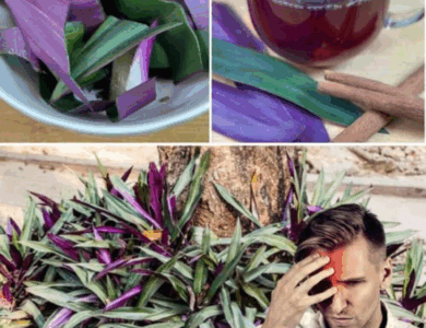 The Incredible Health Benefits of the Purple Maguey Plant That You Never Knew About The Incredible Health Benefits of the Purple Maguey Plant That You Never Knew About