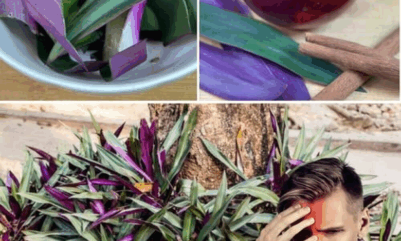 The Incredible Health Benefits of the Purple Maguey Plant That You Never Knew About