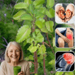 Kalanchoe Pinnata (Bryophyllum Calycinum): The Miracle Leaf for Health and Healing