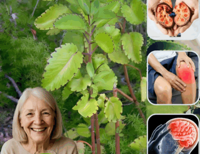 Kalanchoe Pinnata (Bryophyllum Calycinum): The Miracle Leaf for Health and Healing Kalanchoe Pinnata (Bryophyllum Calycinum): The Miracle Leaf for Health and Healing