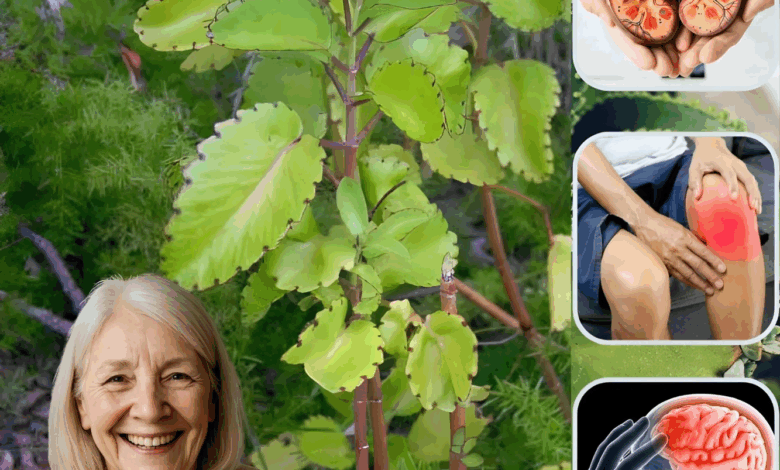 Kalanchoe Pinnata (Bryophyllum Calycinum): The Miracle Leaf for Health and Healing Kalanchoe Pinnata (Bryophyllum Calycinum): The Miracle Leaf for Health and Healing