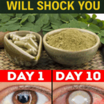 12 Moringa Seed Benefits You Need to Know