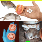 10 Fast, Natural Ways to Get Rid of Mice and Rats (No Poison, No Traps) 10 Fast, Natural Ways to Get Rid of Mice and Rats (No Poison, No Traps)