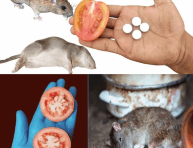 10 Fast, Natural Ways to Get Rid of Mice and Rats (No Poison, No Traps) 10 Fast, Natural Ways to Get Rid of Mice and Rats (No Poison, No Traps)